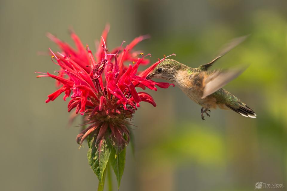 Hummingbird & Bee Balm Shutterbug